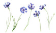 Set of watercolor cornflowers on a white background
