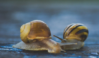 snail on a rock