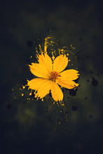 Yellow Flower Image With Abstract Paint Splashes