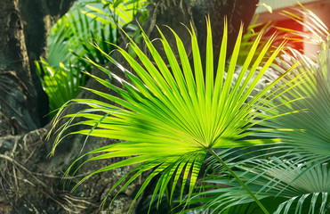 Wall Mural - Borassus flabellifer,Sugar palm in garden