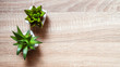 © chinnarach - close up top view of little plant on table background table