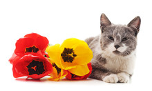 Cat With Flowers.