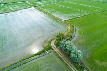 Flooded fields for rice cultivation seen from above