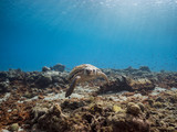 Fototapeta Do akwarium - Loggerhead Sea Turtle in coral reef of Caribbean Sea around Curacao