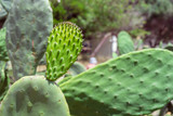 Fototapeta Tęcza - Opuntia, prickly pear, cactus family, Cactaceae Green plant cactus with spines. Indian fig opuntia, barbary fig, cactus pear, spineless cactus