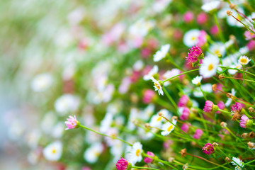 Wall Mural - Close up Marguerite field (garden daisy, bellis perennis). Nature background. Selective focus