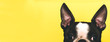 The top of the dog's head with large black ears Boston Terrier breed on a yellow background. Creative. Banner