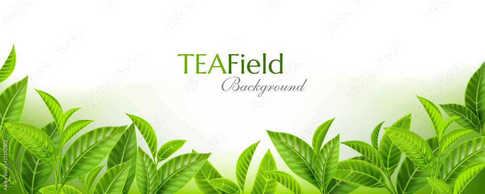 Green tea leaves background. Horizontal panoramic banner with fresh  tea branches on the soft backdrop. Vector illustration with realistic design elements. - obrazy, fototapety, plakaty 