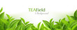 Green tea leaves background. Horizontal panoramic banner with fresh  tea branches on the soft backdrop. Vector illustration with realistic design elements.