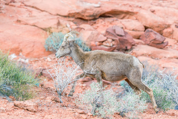 Wall Mural - Female Desert Bighorn Sheep in Valley of Fire State Park.Nevada.USA