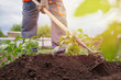 Senior elderly man reclaims soil with hoe on potato field. Concept eco farm vegetable garden