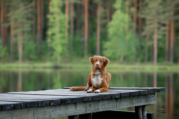 Wall Mural - red dog on a wooden bridge on the lake. Nova Scotia Duck Tolling Retriever in nature
