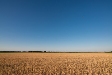 wheat field. beautiful field. spikelets of wheat. wheat harvest