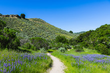 A Hiking Trail Winds Through A Green, Grassy Meadow With Lupine Wildflowers - Toro County Park Near Monterey, California