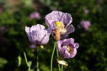 Opium Poppy, Purple Poppy Flower Blossoms In A Field. (Papaver Somniferum). Bees Fly And Pollinate Poppy Flowers