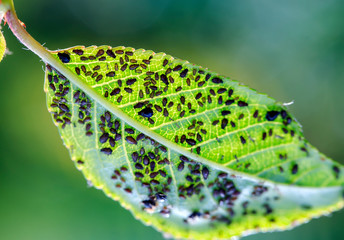 Wall Mural - many small insect pests brown aphids have clung to the green leaf in the summer garden and spoil the harvest