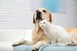 © New Africa - Adorable dog and cat together on sofa indoors. Friends forever