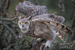 © John Wright - Great Horned Owl Launching From Perch In Southern Arizona