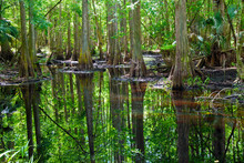 Trees And Mangroves Reflecting In Water In Everglades National Park