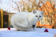 British Shorthair Kitten With Blue Eyes