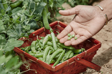 Hand picking fresh organic raw green peas  on cultivated farmers field in summer