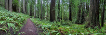 Trail Through The Redwoods Pano