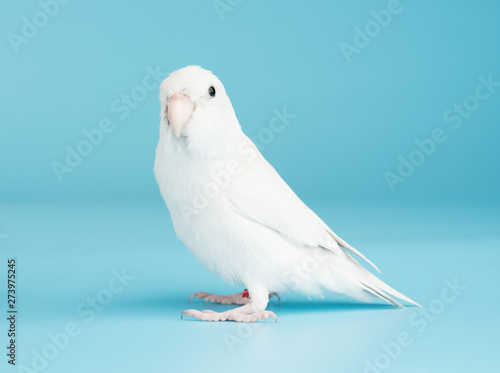 Cuadros en Lienzo Bird parrot parakeet forpus american white color isolated on blue background 8 m