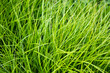 Green vegetation from carex is close