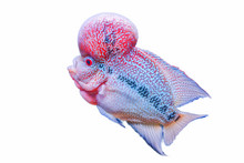 Flowerhorn Cichlid Fish Isolated Red Hump Head Fish Hobbyist On White Background
