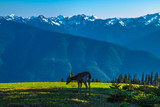 Fototapeta Konie - Beautiful Clear Skies Over the Mountain in Olympic National Park, Washington