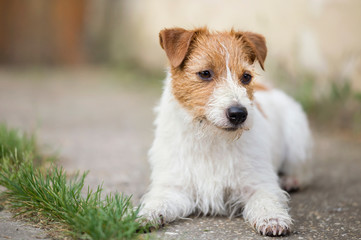 Small white cute pet dog puppy resting on the ground