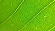 © อภิสิทธิ์ ไชยา - Close up green leaf texture