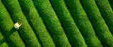 Aerial view of ecological tea garden