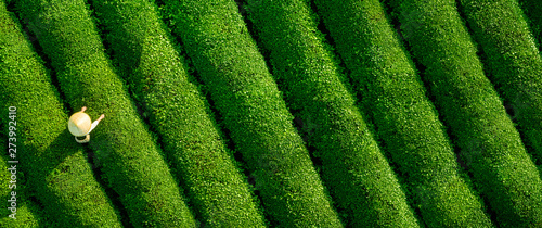 Fotomural Aerial view of ecological tea garden