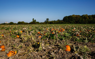 pumpkin field before the harvest