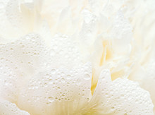 Close Up Of White Flower With Dew Drops On Petals.