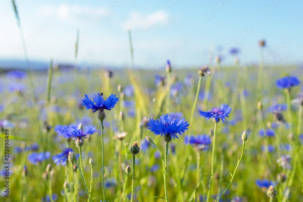 Beautiful blue Cornflower Centaurea cyanus. Beautiful flowers with blue bloom in summer meadow, Summer agriculture concept and landscape with blue sky. - obrazy, fototapety, plakaty 