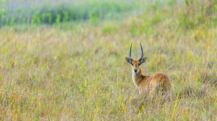 puku (kobus vardonii), kasanka national park, serenje, zambia, africa