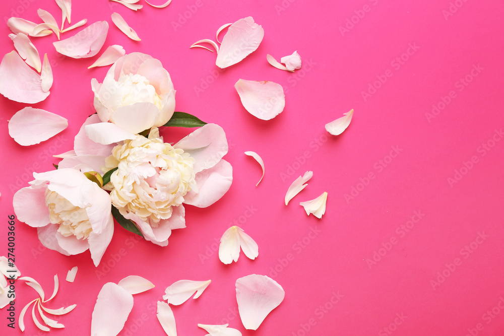 Beautiful peony flowers and petals on color background