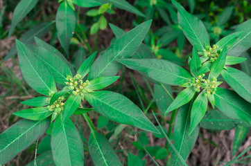 Wall Mural - Flowers and fruits or ball seeds of Wild Poinsettia, Wild spurge, Lesser Green Poinsettia, Painted spurge, Mexican fire plant (Euphorbia Heterophylla) on plants in the wilderness area or the meadow