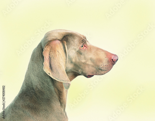 Dogs Windowgraphics Dogs Window Murals Nz
