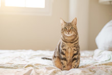 Beautiful Short Hair Cat Lying On The Bed At Home