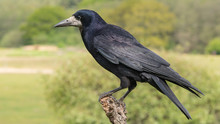 Rook On Branch