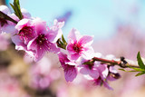 Fototapeta Storczyk - blooming peach trees in spring