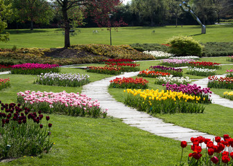 a park with multicolored tulips