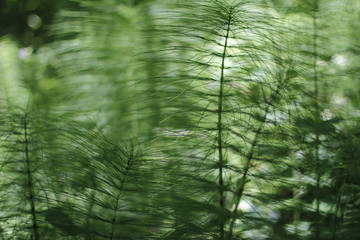 Wall Mural - Vegetation in a forest