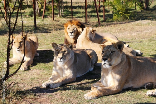 Pride Of Lions A Lion With A Magnificent Mane And A Few