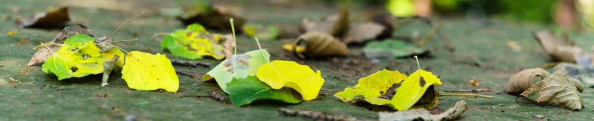 Wall Mural - Panoramic view of a walk path of fallen poplar leaves 