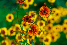  Bright Tickseed Flowers Yellow And Orange (Coreopsis Grandiflora)  On Green Background.