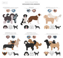 Designer Dogs, Crossbreed, Hybrid Mix Pooches Collection Isolated On White. Flat Style Clipart Set